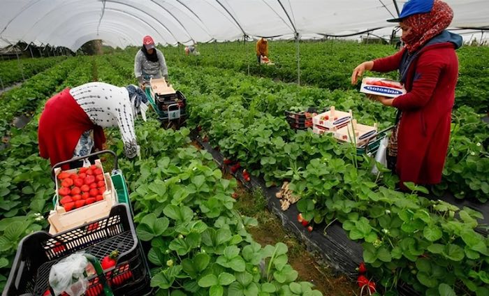 Migration circulaire 2026 : Début des auditions pour les travailleurs saisonniers en Espagne