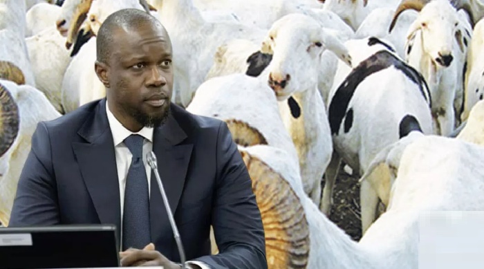 Tabaski 2026 : Ousmane Sonko ordonne l'exonération des taxes sur les moutons