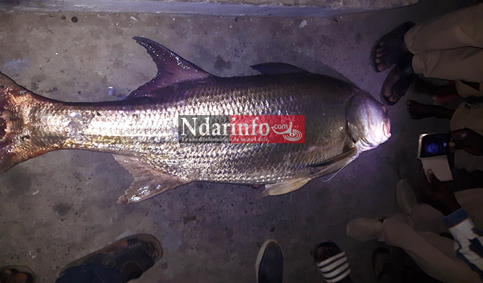 Un étrange poisson capturé sous le pont Faidherbe ( Photos) 