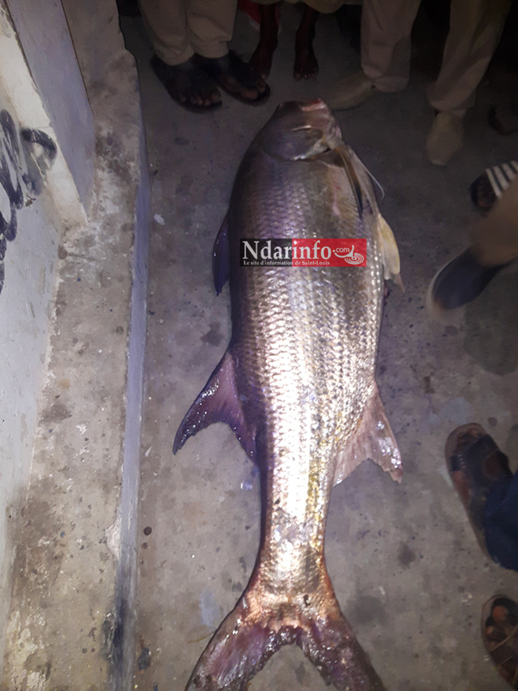 Un étrange poisson capturé sous le pont Faidherbe ( Photos) 