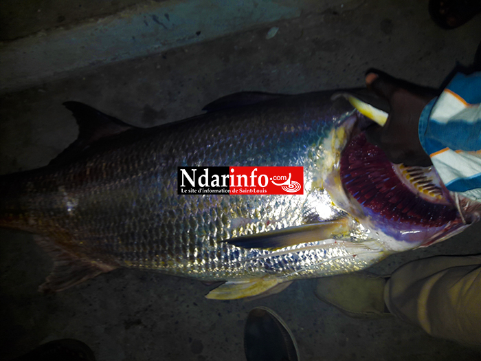 Un étrange poisson capturé sous le pont Faidherbe ( Photos) 