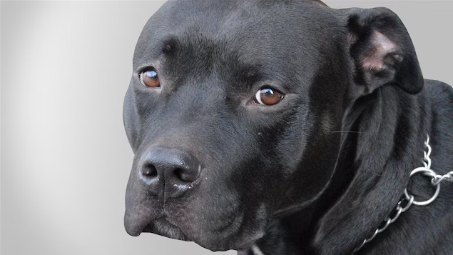 Yeumbeul-Comico : Des policiers attaqués par des chiens lors d'une saisie de stupéfiants