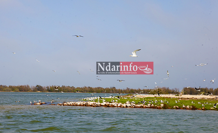 JOURNÉE DE L’ENVIRONNEMENT : synergie contre le commerce illicite d’espèces sauvages. JOURNÉE DE L’ENVIRONNEMENT : synergie contre le commerce illicite d’espèces sauvages.
