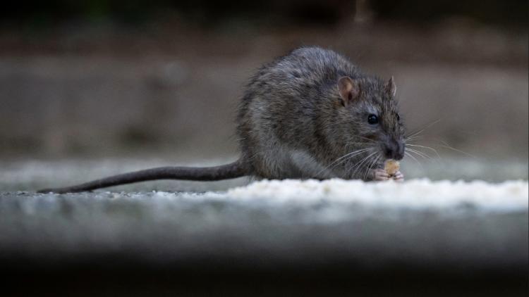 Alerte à l'hantavirus dans l'Atlantique : trois morts signalés sur un navire de croisière