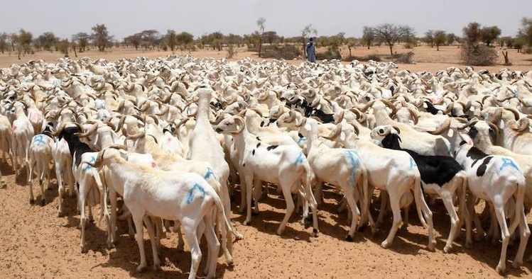 Approvisionnement Tabaski 2026 : Mabouba Diagne annonce des chiffres records à Médina Ndiathbé Approvisionnement Tabaski 2026 : Mabouba Diagne annonce des chiffres records à Médina Ndiathbé