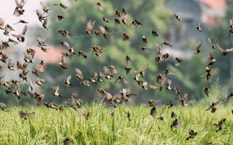 Vallée du fleuve Sénégal : un CRD à Saint-Louis pour planifier la campagne de lutte anti-aviaire 2026