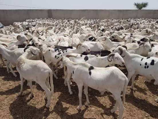 Sénégal : Plus de 143 000 moutons invendus après la Tabaski