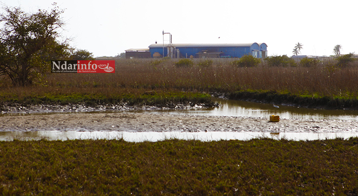 Saint-Louis : les Chinois polluent le fleuve. Les populations de Keur Barka, Mbambara, Bountou Ndour … très remontées.