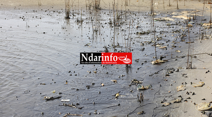 Saint-Louis : les déchets liquides des Chinois polluent le Fleuve (Photos)