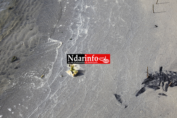 Saint-Louis : les déchets liquides des Chinois polluent le Fleuve (Photos) Saint-Louis : les déchets liquides des Chinois polluent le Fleuve (Photos)