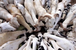 Sénégal : 750 000 moutons pour la Tabaski