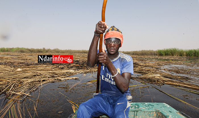 ENVIRONNEMENT: l’ACTS repousse le typha | Vidéo |