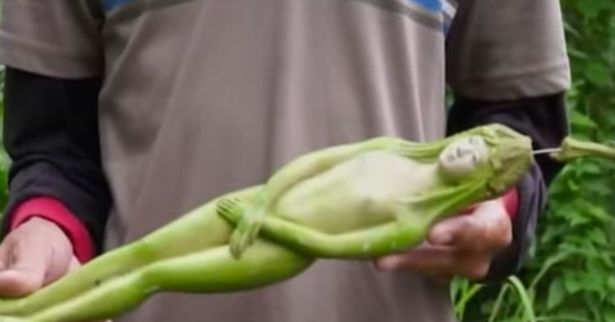 Choquant! « Un arbre mystérieux produit des fruits en forme de femmes nue» (photos) Choquant! « Un arbre mystérieux produit des fruits en forme de femmes nue» (photos)