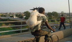 Saint-Louis : le blogueur « emprisonne » un voleur de chèvre, gardien de la Linguère. Saint-Louis : le blogueur « emprisonne » un voleur de chèvre, gardien de la Linguère.