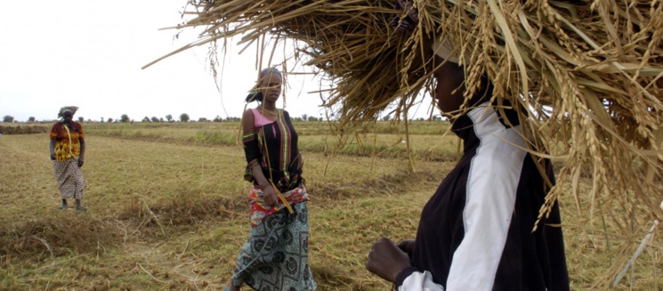 Gros plan : Les mères Courages du Walo. Gros plan : Les mères Courages du Walo.