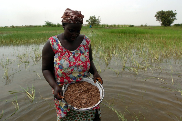 Gros plan : Les mères Courages du Walo. Gros plan : Les mères Courages du Walo.