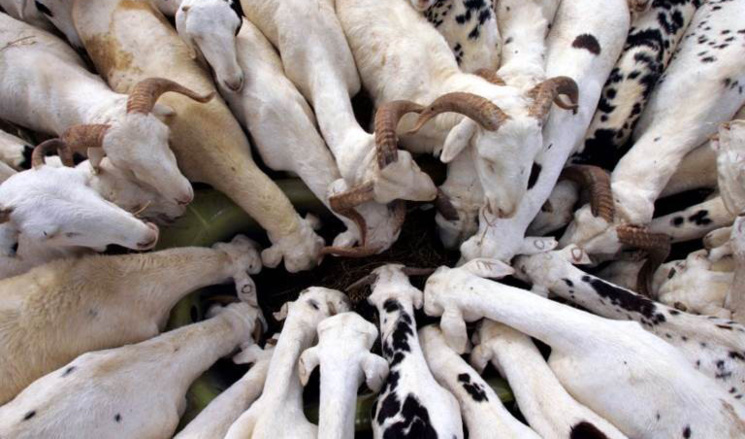 Saint-Louis : optimisme pour la couverture des besoins en moutons de Tabaski (officiel) Saint-Louis : optimisme pour la couverture des besoins en moutons de Tabaski (officiel)