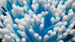 Le drame du coton-tige Le drame du coton-tige