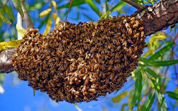 Saint-Louis : un essaim d’abeilles tue un chauffeur de la JICA.