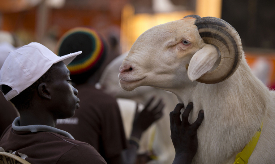 Tabaski 2016 à Saint-Louis : Les besoins en moutons estimés à 155.000 têtes.
