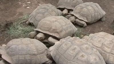 CRIMINALITE FAUNIQUE AU SENEGAL : 5 trafiquants arrêtés en possession de 213 tortues vivantes
