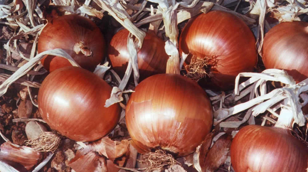 Production de poudre d’oignon séché : Les bons points de l’Ugb