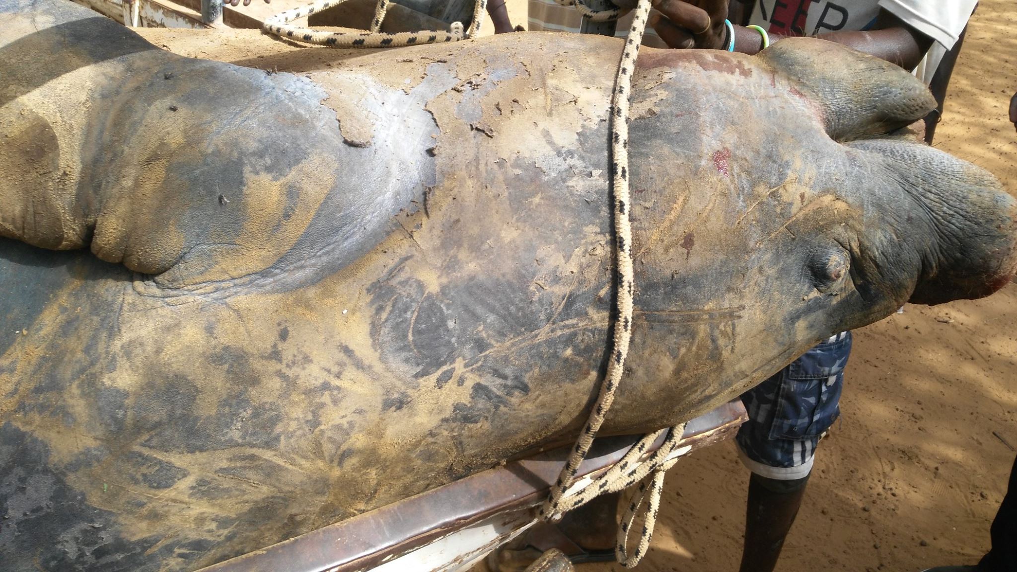 RICHARD-TOLL: Un énorme lamantin mort échoue sous le pont de la rivième Taouey (Photos)