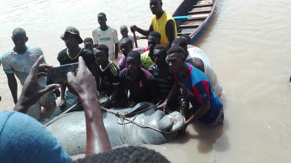 RICHARD-TOLL: Un énorme lamantin mort échoue sous le pont de la rivième Taouey (Photos)