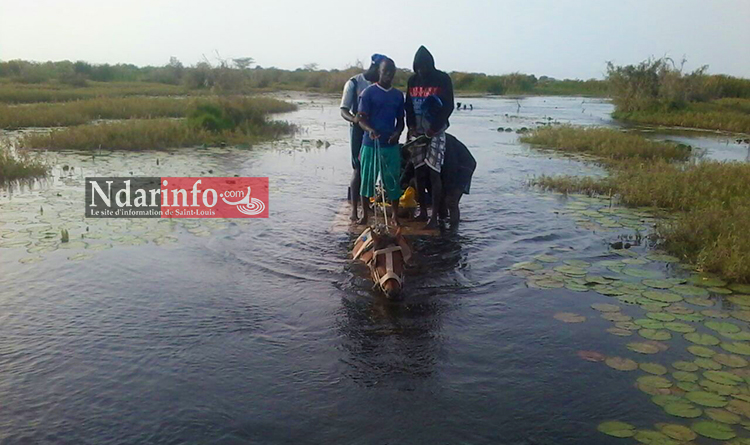 SALGUIR DIAGNE : pour traverser le fleuve, les populations montent sur des charrettes (photos)