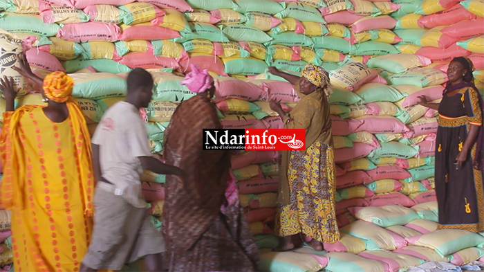 (Vidéo) D’importants stocks de riz dans la vallée : consommons local pour sauver nos braves producteurs !
