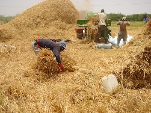 Farba Senghor : « Les récoltes sont catastrophiques»