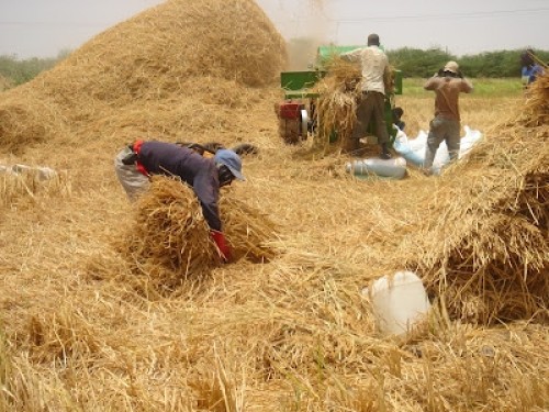 Farba Senghor : « Les récoltes sont catastrophiques» Farba Senghor : « Les récoltes sont catastrophiques»