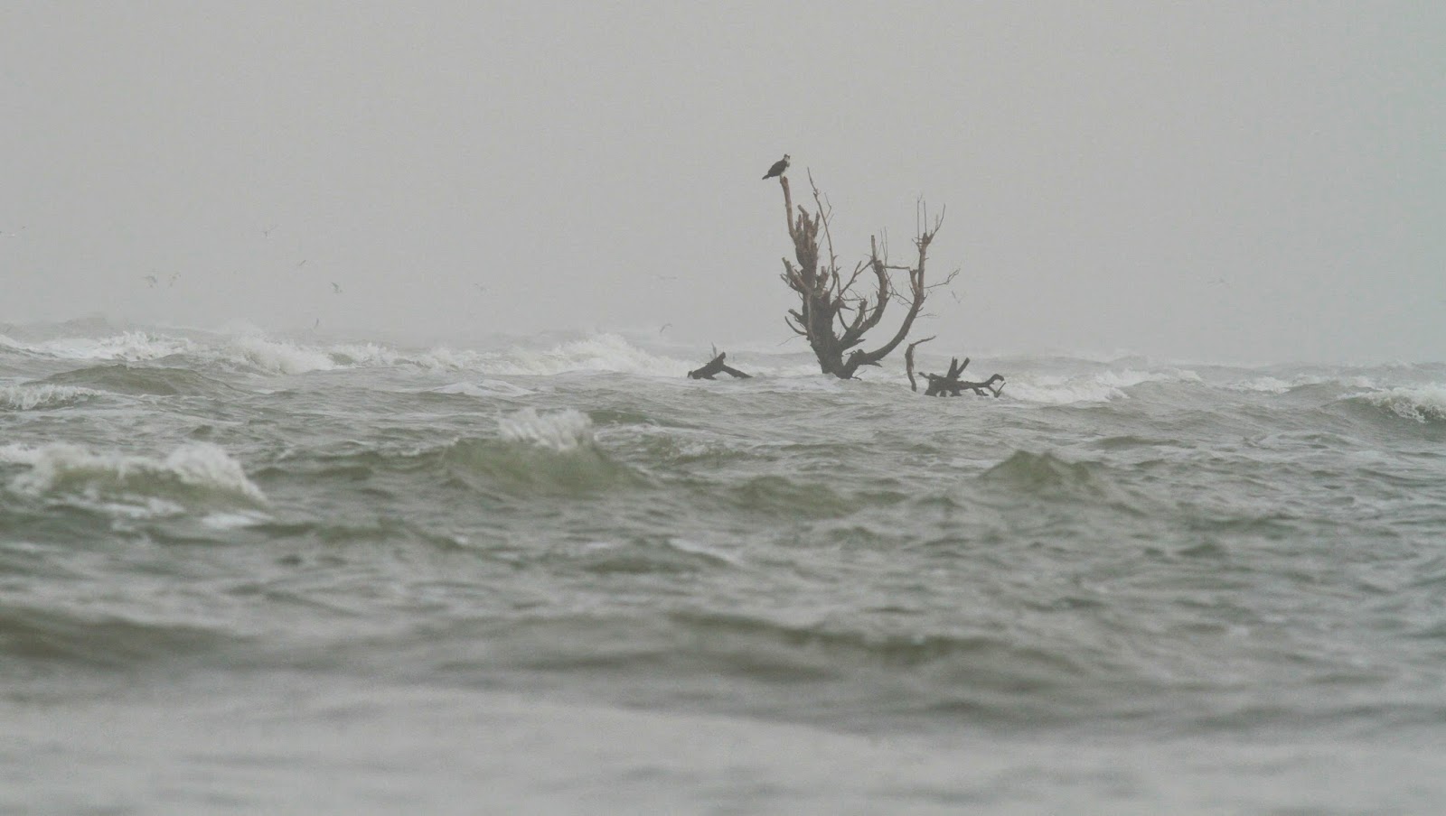 Source Photo: http://ornithondar.blogspot.sn