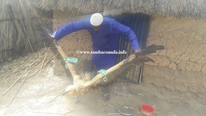Maka Colibantang, la célèbre histoire d’un vautour défraie la chronique. Maka Colibantang, la célèbre histoire d’un vautour défraie la chronique.