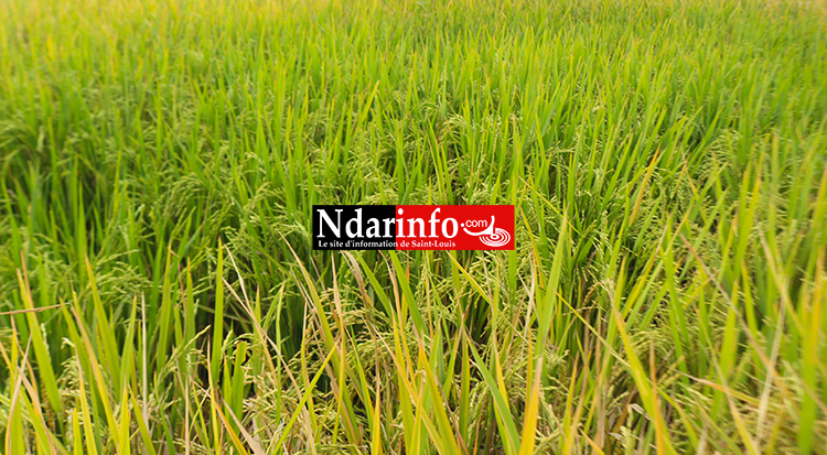 La production de riz a atteint un niveau record en 2016.