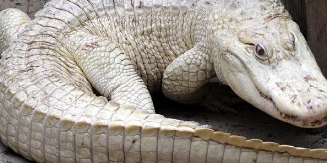 Gambie : Ils neutralisent et tuent le géant crocodile blanc de Yaya Jammeh