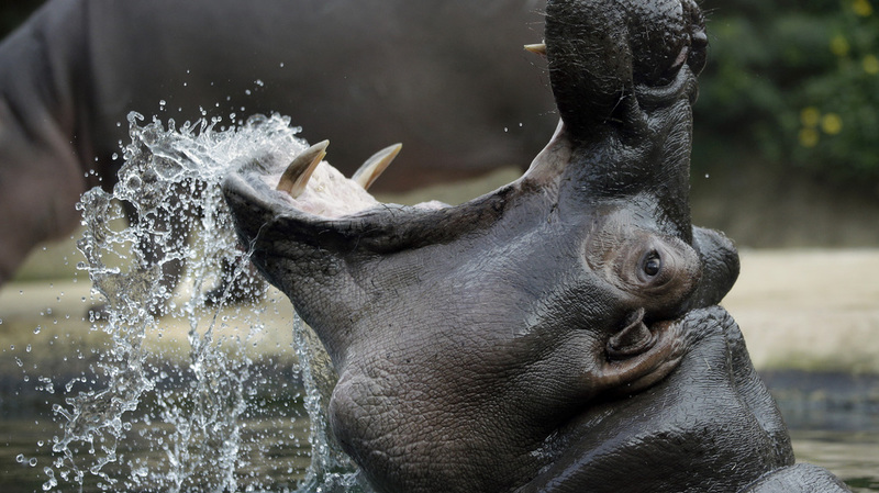 URGENT - NDIAWDOUNE : une pirogue attaquée par un hippopotame. Des fouilles en cours pour retrouver le pêcheur.