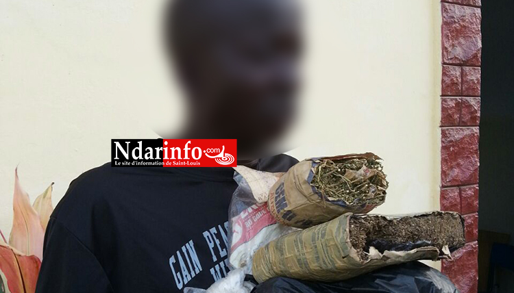 Saint-Louis - Fin de cavale d’un « mystérieux » dealer : les grosses surprises d’une perquisition chez un caïd, employeur d’enfants ( photos )