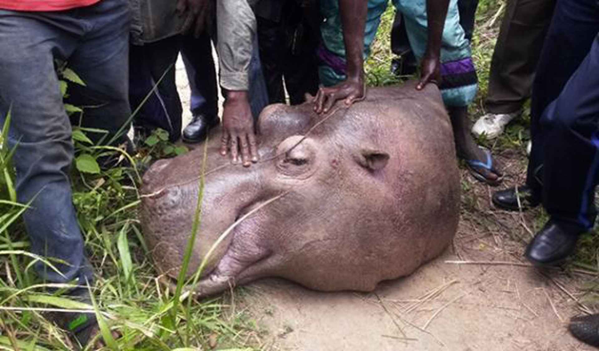L'hippopotame qui semait la terreur à Gouloumbou a été tué par les populations
