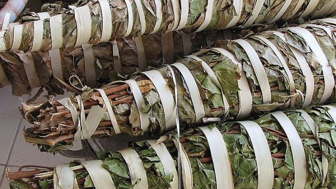 La Kinkéliba : La plantes qui donne longue vie!