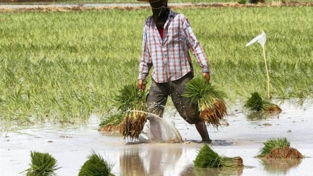 La vente du riz paddy, le défi à relever