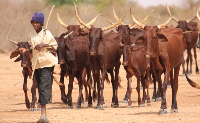 Vol de bétail : les députés adoptent une loi qui durcit la peine