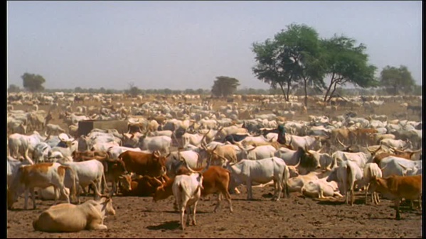 La loi sur le vol de bétail bien accueillie par les éleveurs