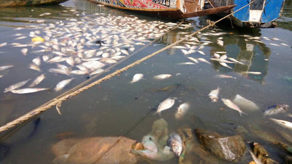 Poissons sur les berges : il faut sanctionner les auteurs de cette indiscipline.