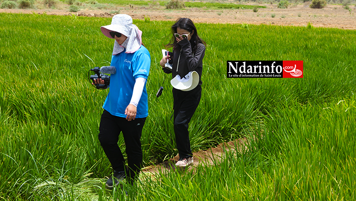 PODOR : l’expertise de la KOICA révolutionne la riziculture à PENDAO PODOR : l’expertise de la KOICA révolutionne la riziculture à PENDAO