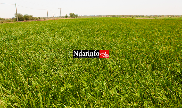 PODOR : l’expertise de la KOICA révolutionne la riziculture à PENDAO PODOR : l’expertise de la KOICA révolutionne la riziculture à PENDAO