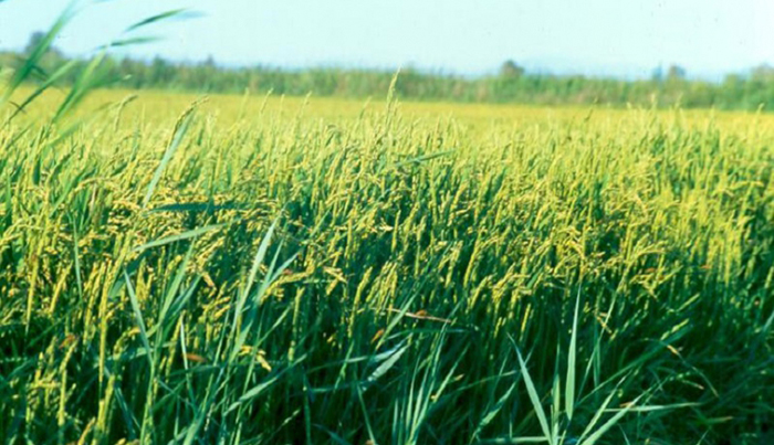Gouvernance de la filière riz : Les bons points du projet Veco dans l’Anambé et à Podor