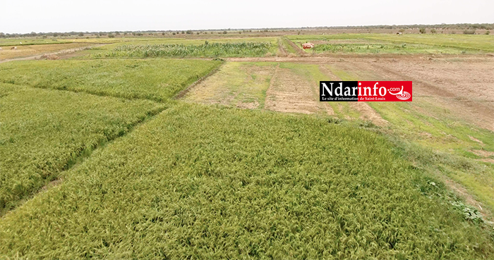 RIZICULTURE : 330 ha aménagements de la KOICA boostent le secteur à PODOR ( vidéo ) RIZICULTURE : 330 ha aménagements de la KOICA boostent le secteur à PODOR ( vidéo )