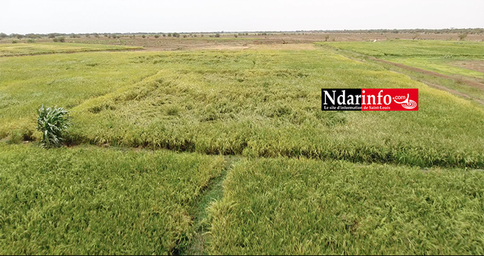 RIZICULTURE : 330 ha aménagements de la KOICA boostent le secteur à PODOR ( vidéo ) RIZICULTURE : 330 ha aménagements de la KOICA boostent le secteur à PODOR ( vidéo )