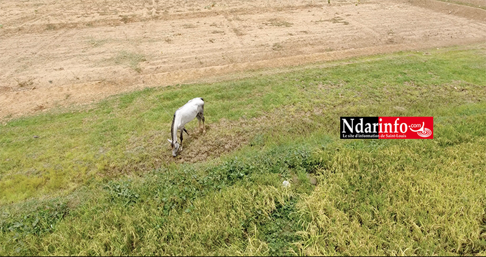 RIZICULTURE : 330 ha aménagements de la KOICA boostent le secteur à PODOR ( vidéo ) RIZICULTURE : 330 ha aménagements de la KOICA boostent le secteur à PODOR ( vidéo )